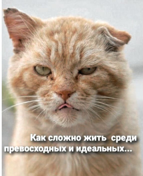 Как сложно жить среди превосходных и идеальных...