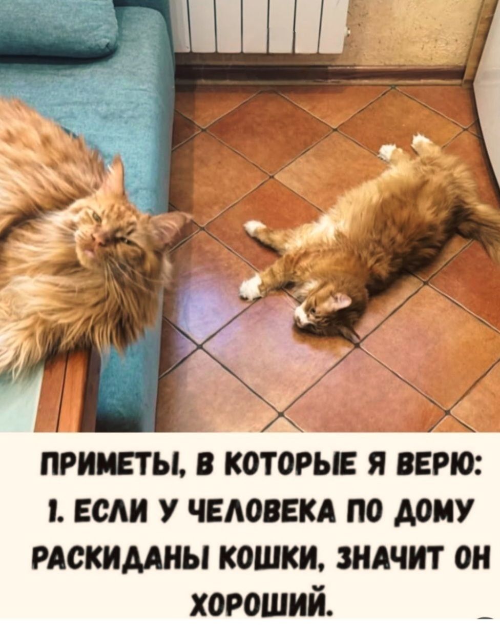 ПРИМЕТЫ, В КОТОРЫЕ Я ВЕРЮ: 1. ЕСЛИ У ЧЕЛОВЕКА ПО ДОМУ РАСКИДАНЫ КОШКИ, ЗНАЧИТ ОН ХОРОШИЙ.