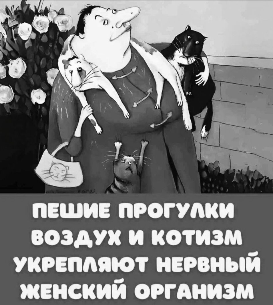 ПЕШИЕ ПРОГУЛКИ ВОЗДУХ И КОТИЗМ УКРЕПЛЯЮТ НЕРВНЫЙ ЖЕНСКИЙ ОРГАНИЗМ