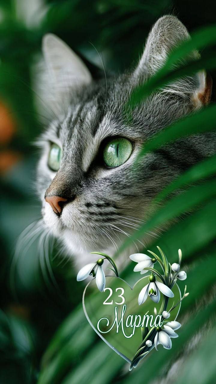 Кошка с зелеными глазами выглядывает из-за зеленых листьев. Внизу изображения находится полупрозрачное сердце с надписью «23 Марта» и подснежниками.