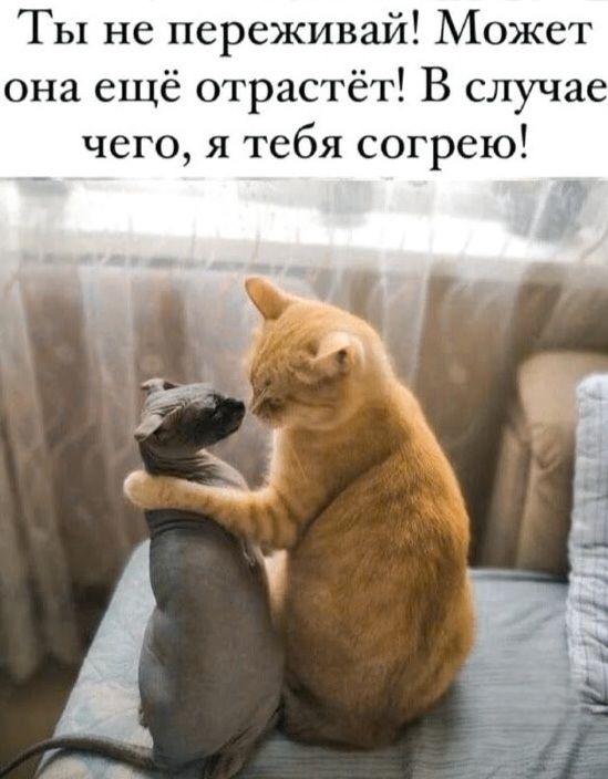 Ты не переживай! Может она ещё отрастёт! В случае чего, я тебя согрею!