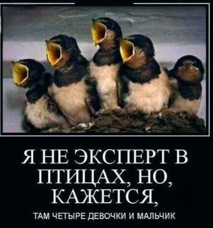 Я НЕ ЭКСПЕРТ В ПТИЦАХ, НО, КАЖЕТСЯ, ТАМ ЧЕТЫРЕ ДЕВОЧКИ И МАЛЬЧИК