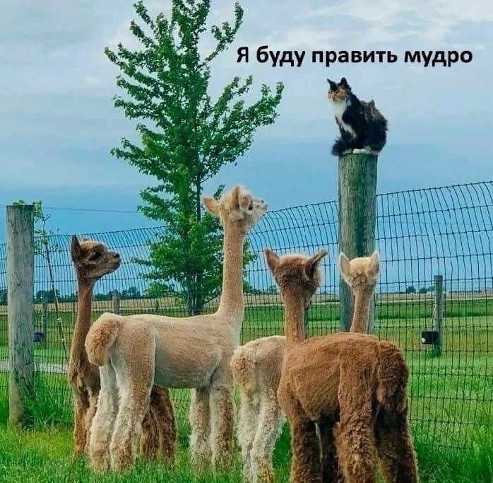 Я буду править мудро