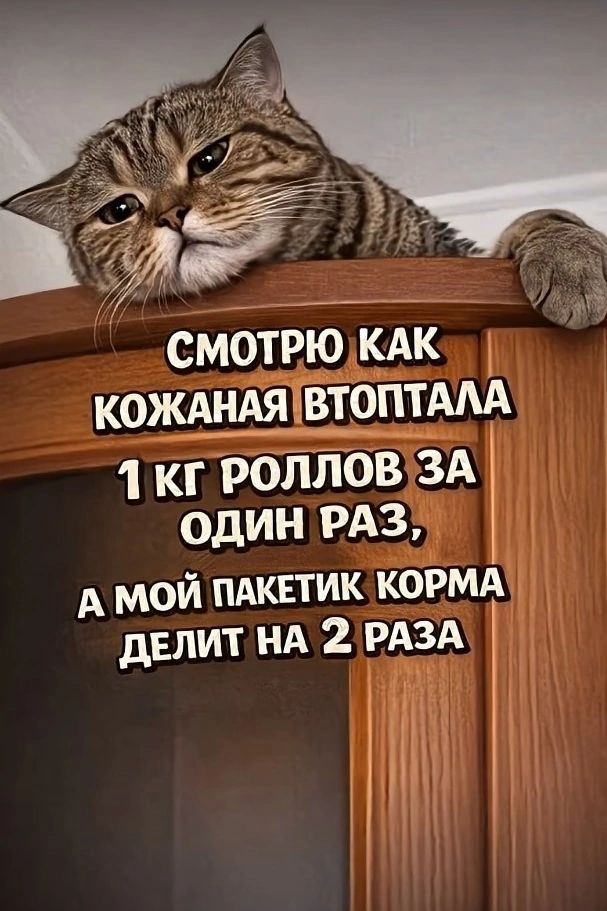 СМОТРЮ КАК КОЖАНАЯ ВТОПТАЛА 1 КГ РОЛЛОВ ЗА ОДИН РАЗ, А МОЙ ПАКЕТИК КОРМА ДЕЛИТ НА 2 РАЗА