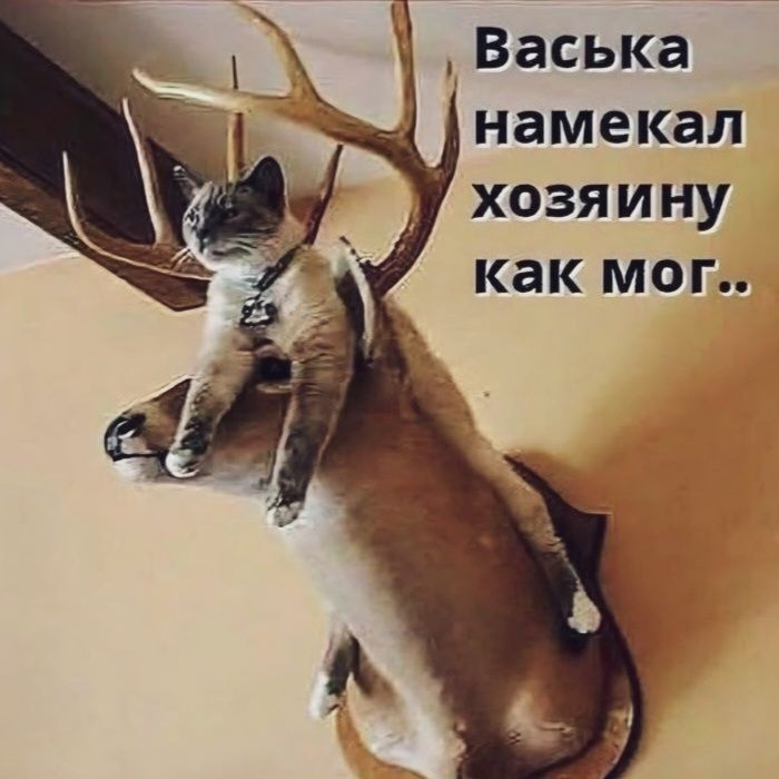 Васька намекал хозяину как мог..