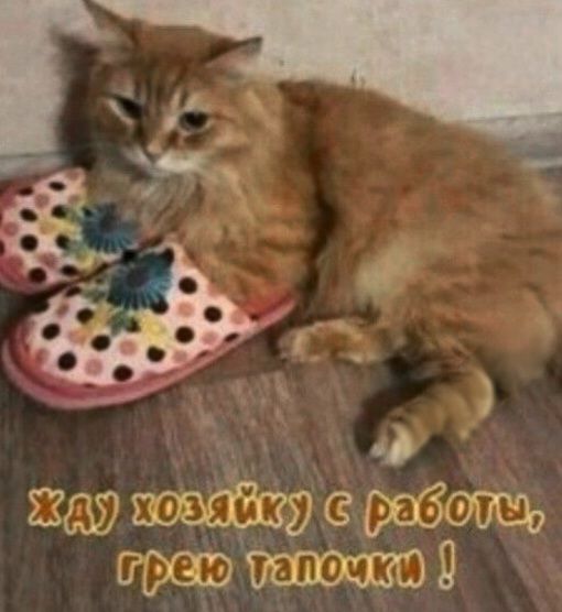 ЖДУ ХОЗЯЙКУ С РАБОТЫ, ГРЕЮ ТАПОЧКИ !