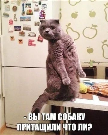ВЫ ТАМ СОБАКУ ПРИТАЩИЛИ ЧТО ЛИ?