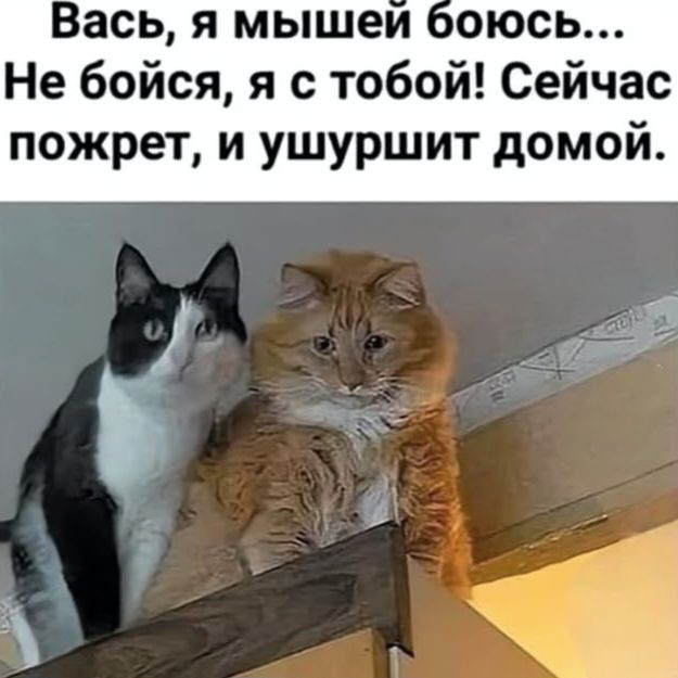 Вась, я мышей боюсь... Не бойся, я с тобой! Сейчас пожрет, и ушуршит домой.