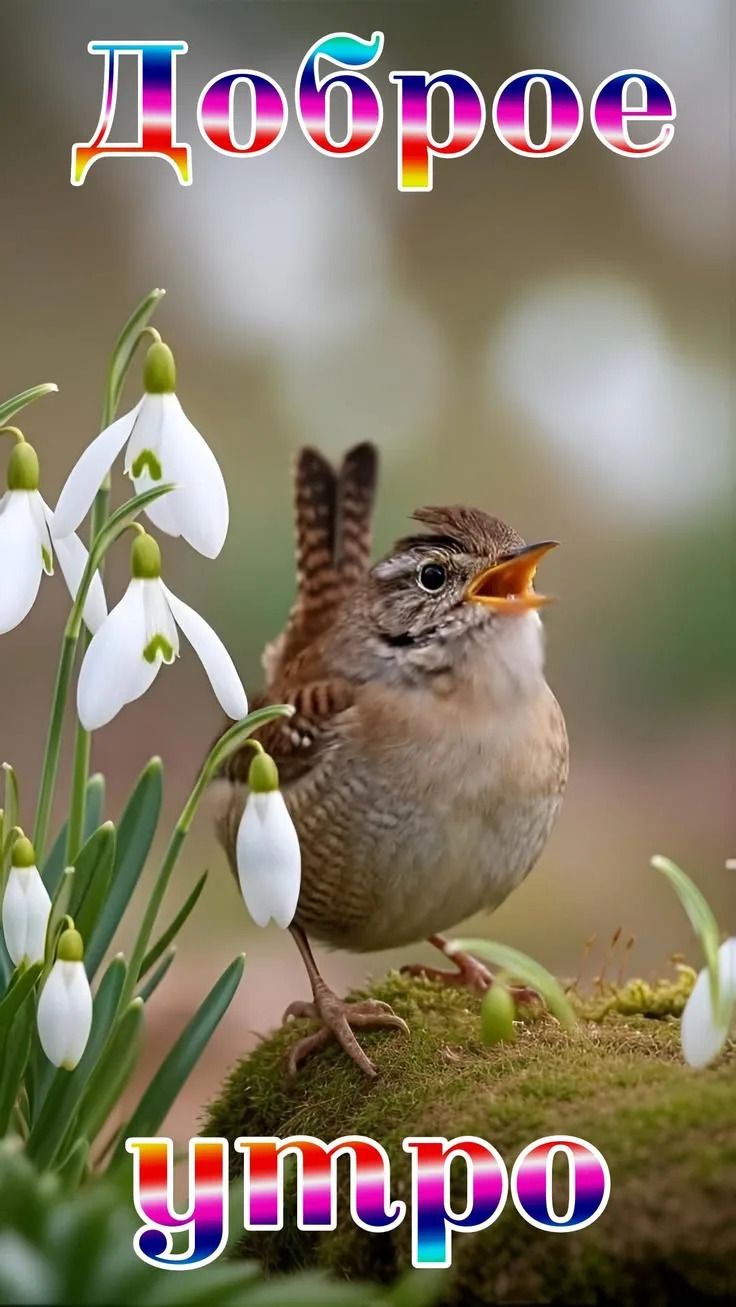Доброе утро