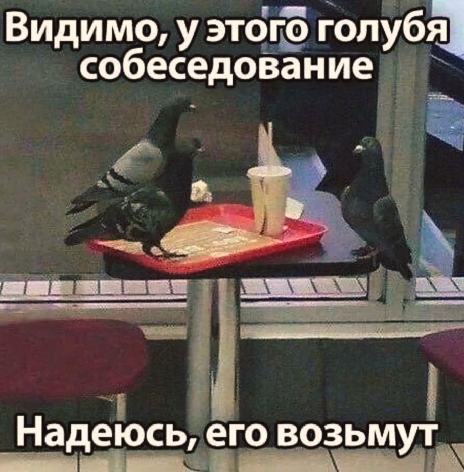 Видимо, у этого голубя собеседование. Надеюсь, его возьмут.