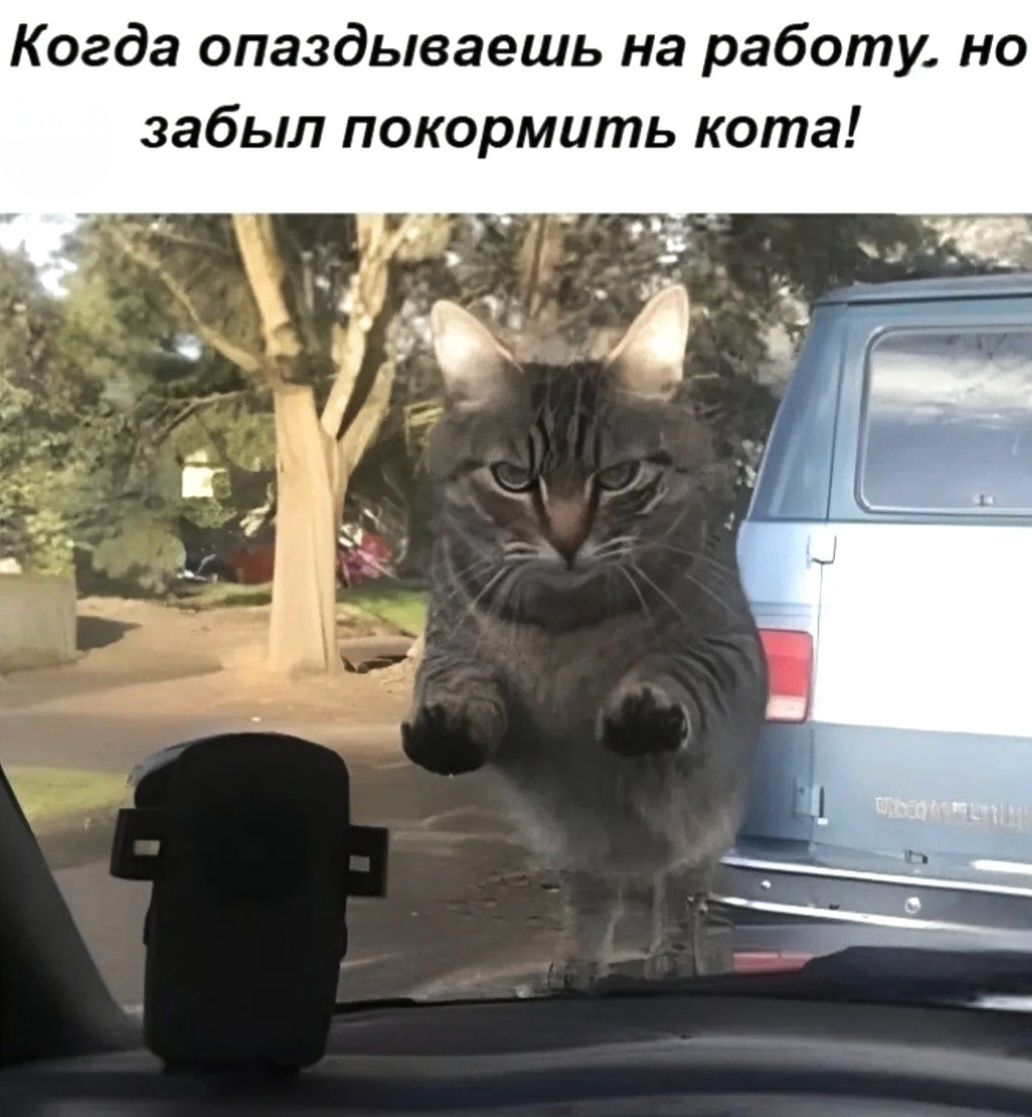 Когда опаздываешь на работу, но забыл покормить кота!