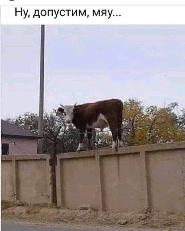 Ну, допустим, мяу...