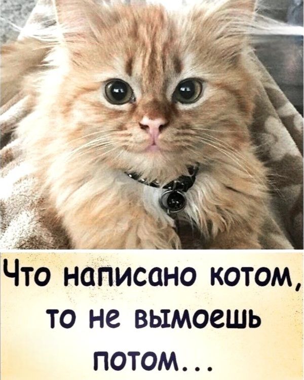 Что написано котом, то не вымоешь потом...