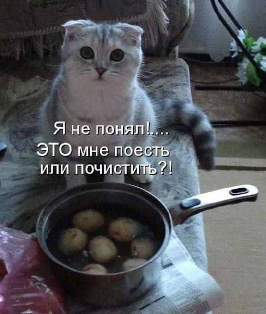 Я не понял!.... ЭТО мне поесть или почистить?!