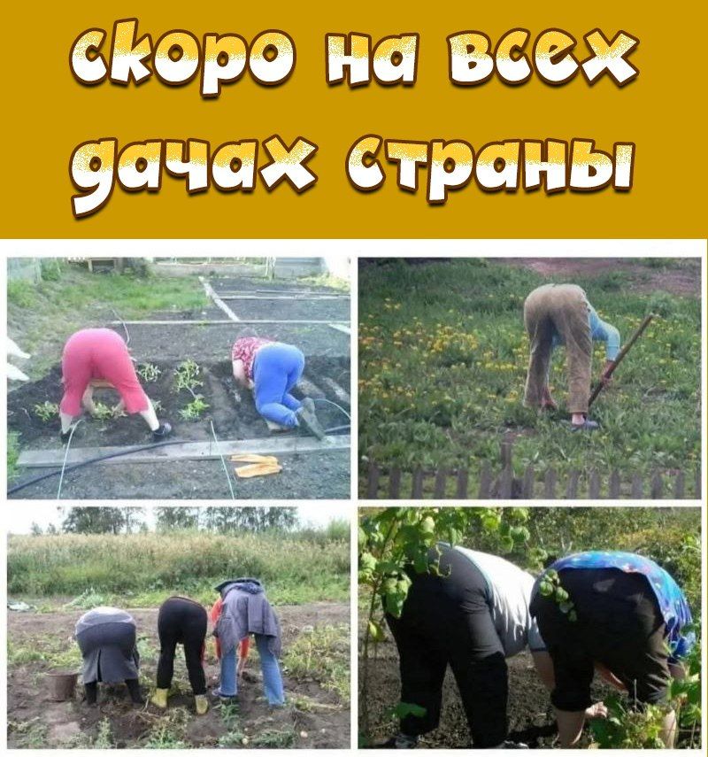 скоро на всех дачах страны