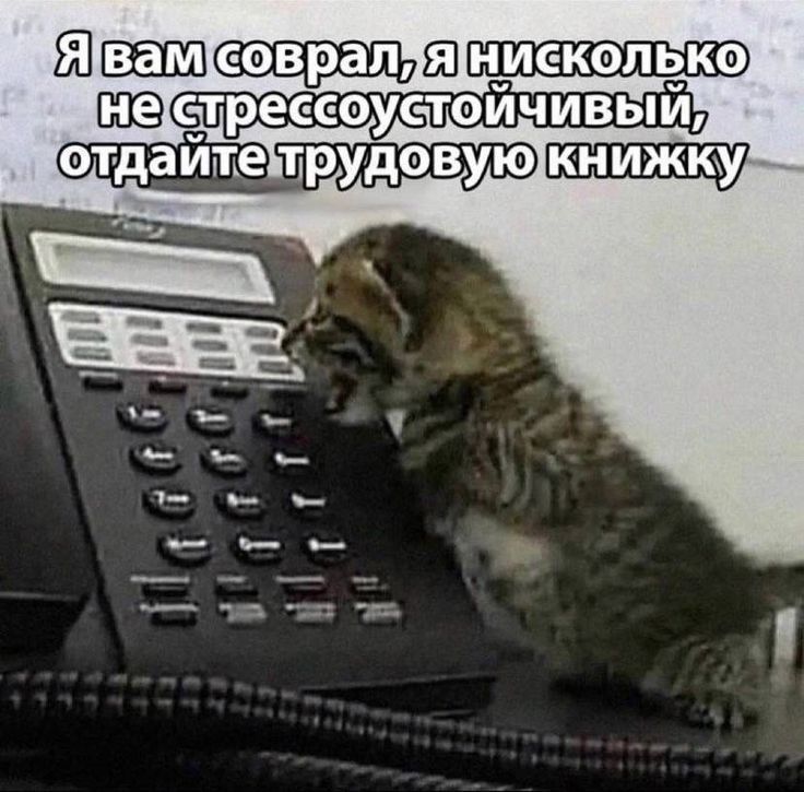 Я вам соврал, я нисколько не стрессоустойчивый, отдайте трудовую книжку