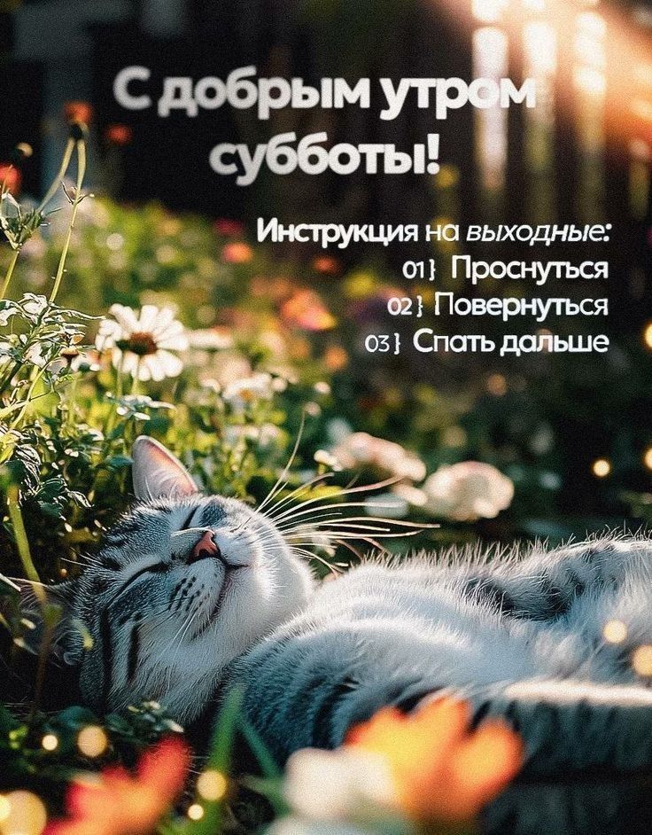 С добрым утром субботы! Инструкция на выходные: 01} Проснуться 02} Повернуться 03} Спать дальше