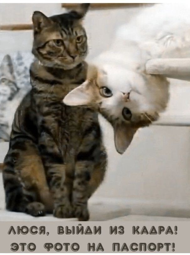 ЛЮСЯ, ВЫЙДИ ИЗ КАДРА! ЭТО ФОТО НА ПАСПОРТ!