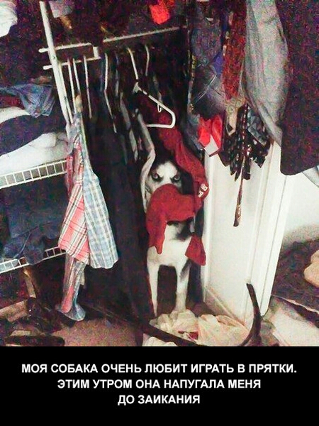 моя СОБАКА очвнь лювит ИГРАТЬ прятки этим утром ОНА НАПУГАПА меня до здикдния