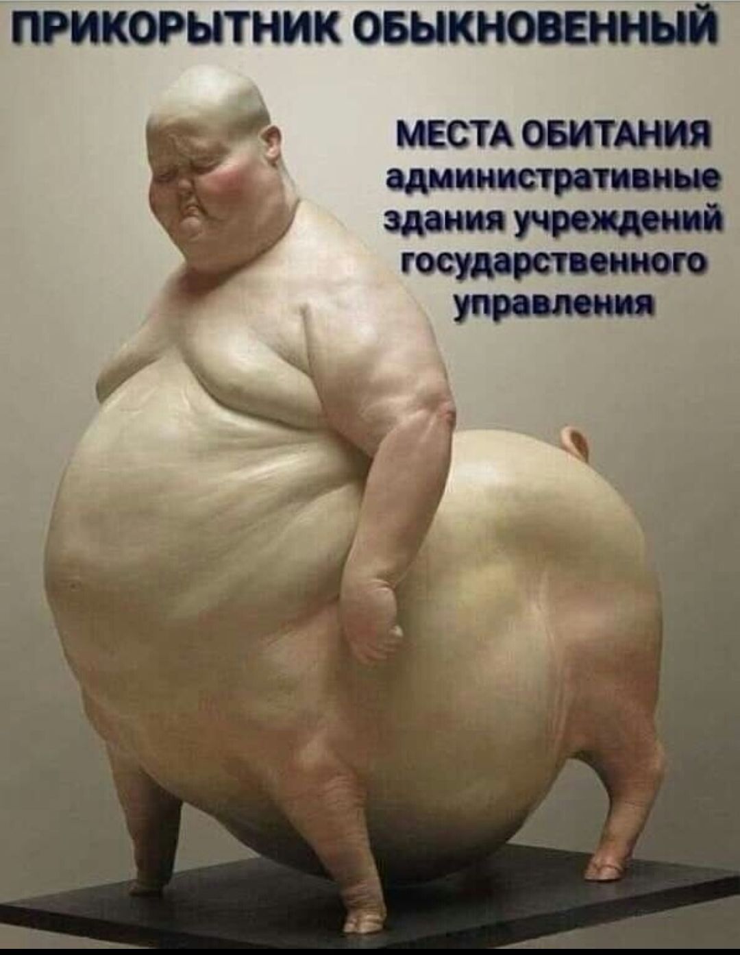 ПРИКОРЫТНИК ОБЫКНОВЕННЫЙ МЕСТА ОБИТАНИЯ МИНИСТИТНПИЦ здания осудит сшито упишш