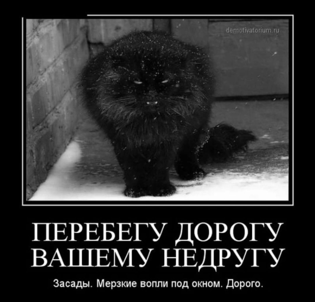 ПЕРЕБЕГУ ДОРОГУ ВАШЕМУ НЕДРУГУ Заезды Мерзкие вопли под окном Дорого