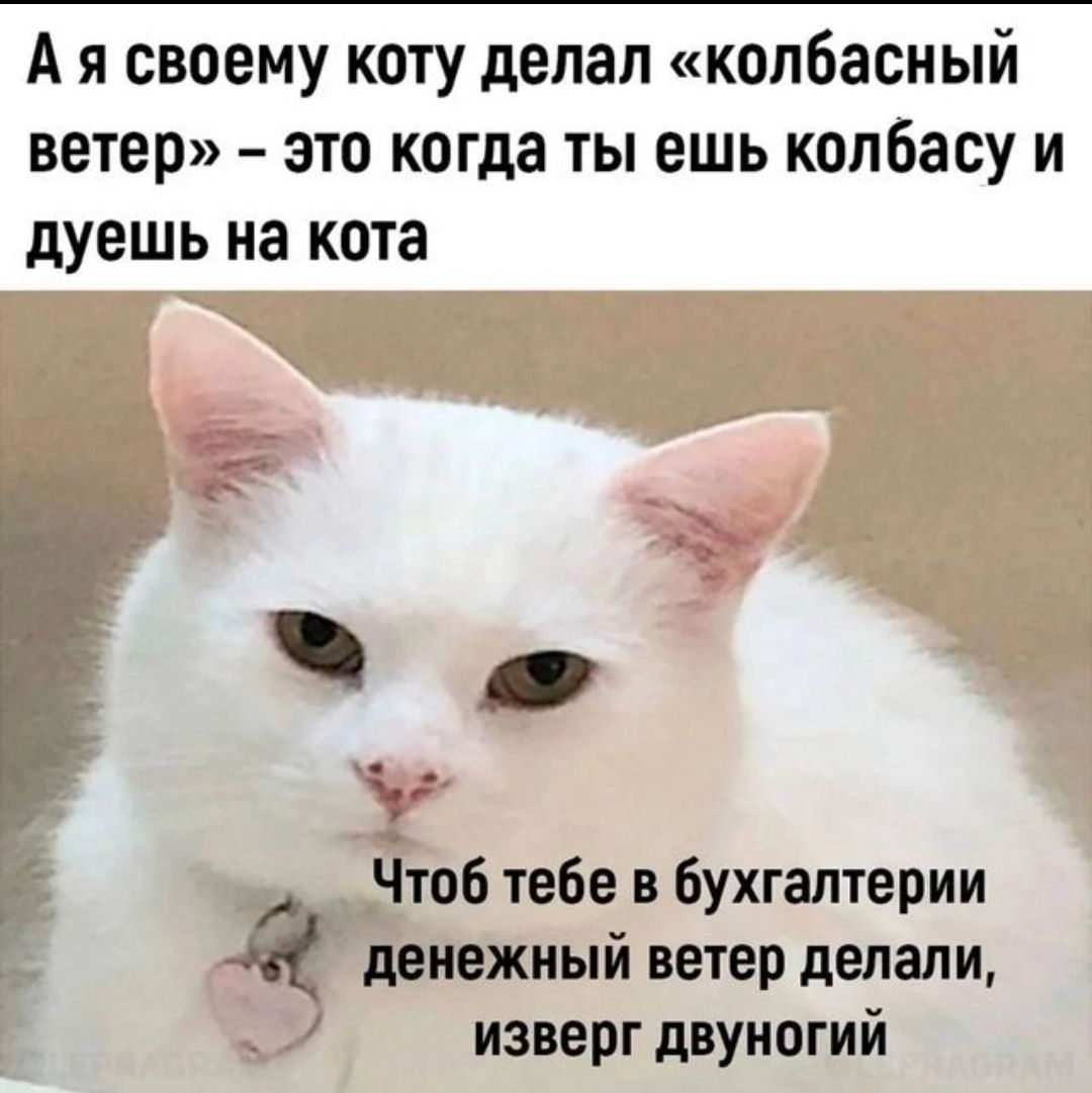 А я своему коту делап колбасный ветер это когда ты ешь колбасу и дуешь на кота Чтоб тебе в Бухгалтерии деиежиый ветер делали изверг двуногий