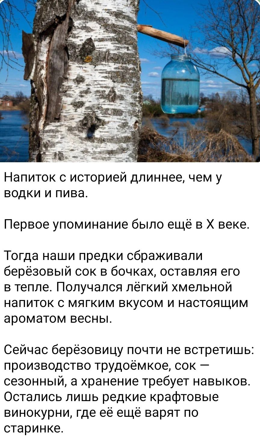 Напиток с историей длиннее, чем у водки и пива.

Первое упоминание было ещё в X веке.

Тогда наши предки сбраживали берёзовый сок в бочках, оставляя его в тепле. Получался лёгкий хмельной напиток с мягким вкусом и настоящим ароматом весны.

Сейчас берёзовицу почти не встретишь: производство трудоемкое, сок — сезонный, а хранение требует навыков. Остались лишь редкие крафтовые винокурни, где её ещё варят по старинке.