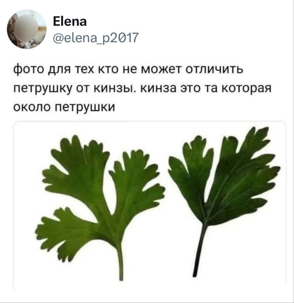 фото для тех кто не может отличить петрушку от кинзы. кинза это та которая около петрушки