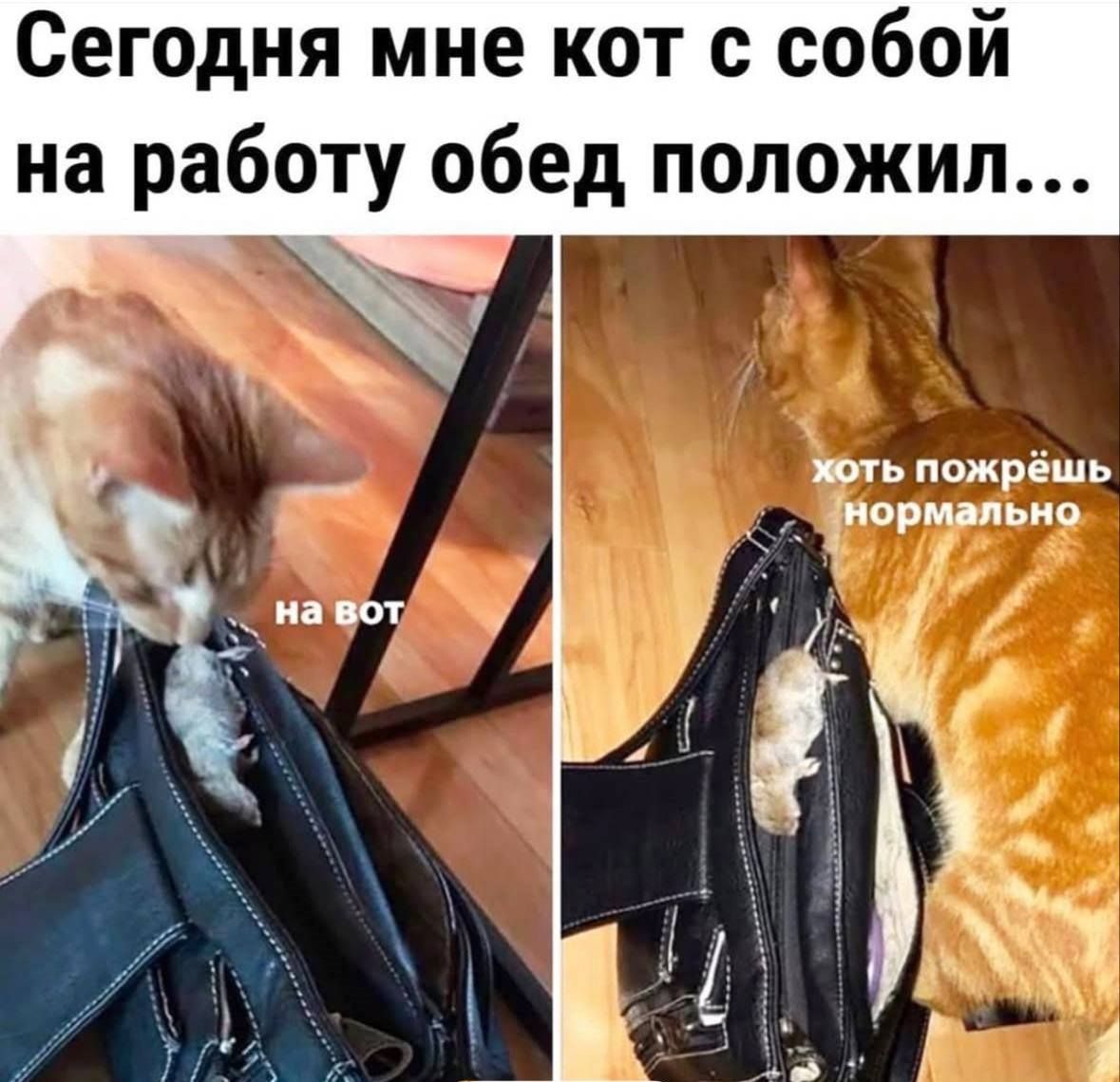 Сегодня мне кот с собой на работу обед положил... на вот хоть пожрёшь нормально