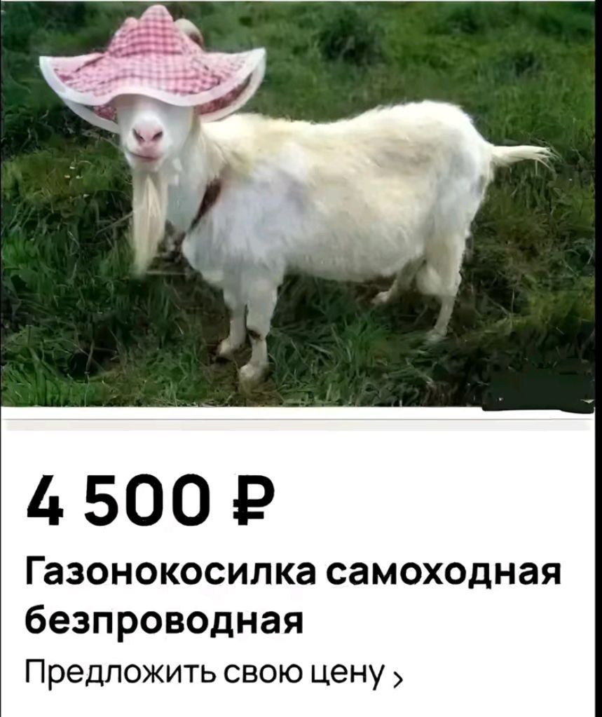 4 500 ₽
Газонокосилка самоходная безпроводная
Предложить свою цену >