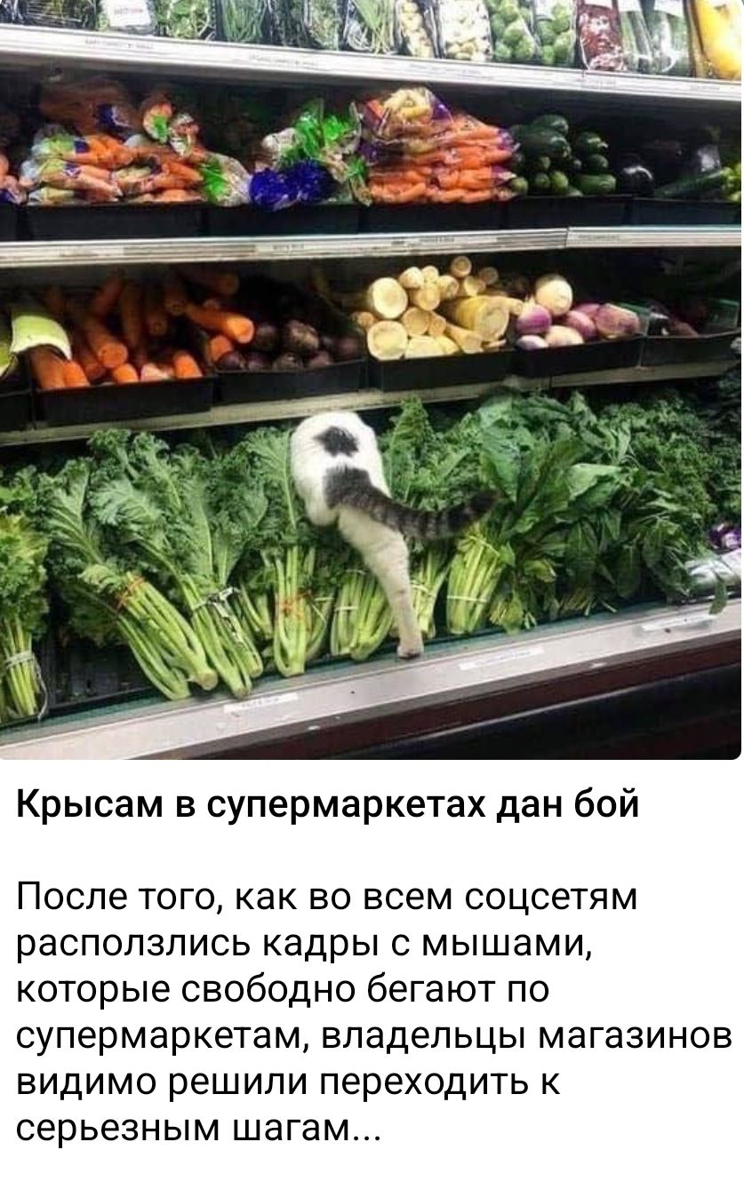 Крысам в супермаркетах дан бой
После того, как во всем социум расползлись кадры с мышами, которые свободно бегают по супермаркетам, владельцы магазинов видимо решили переходить к серьезным шагам...