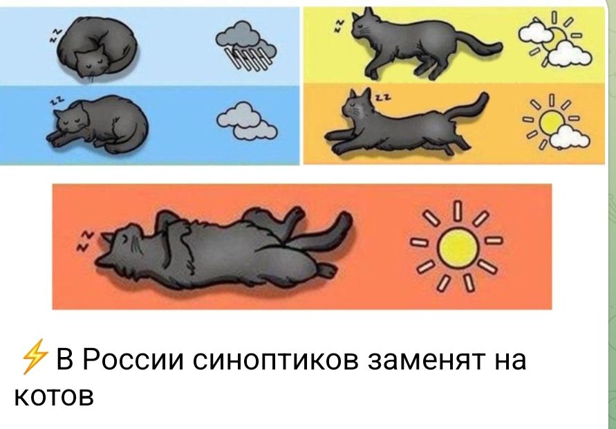 В России синоптиков заменят на котов