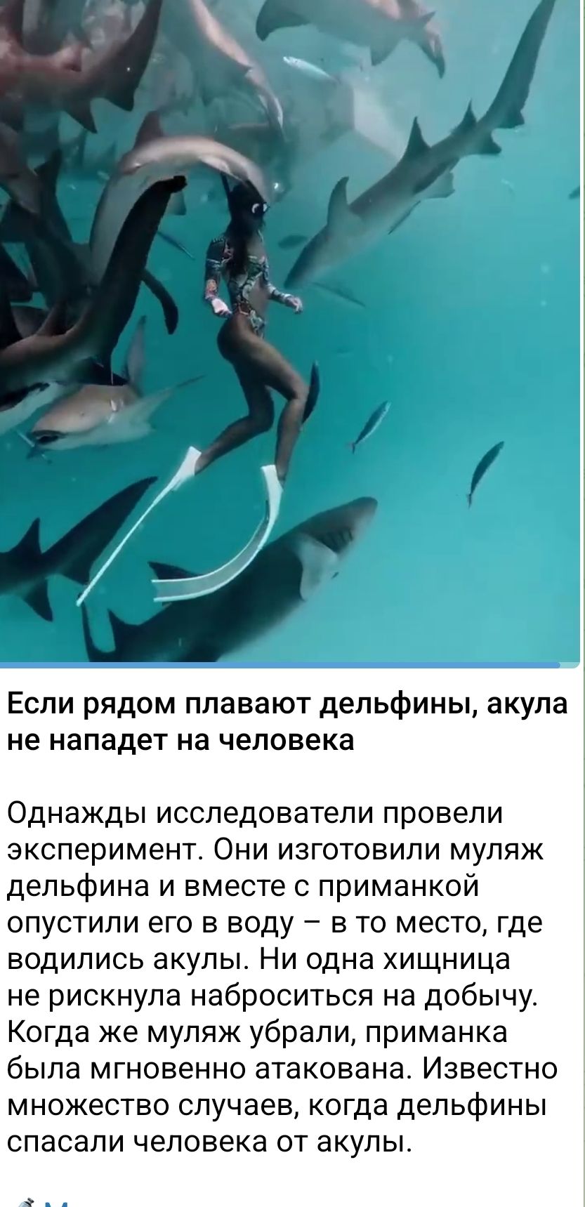 Если рядом плавают дельфины, акула не нападет на человека

Однажды исследователи провели эксперимент. Они изготовили муляж дельфина и вместе с приманкой опустили его в воду – в то место, где водились акулы. Ни одна хищница не рискнула напасть на добычу. Когда же муляж убрали, приманка была мгновенно атакована. Известно множество случаев, когда дельфины спасали человека от акул.
