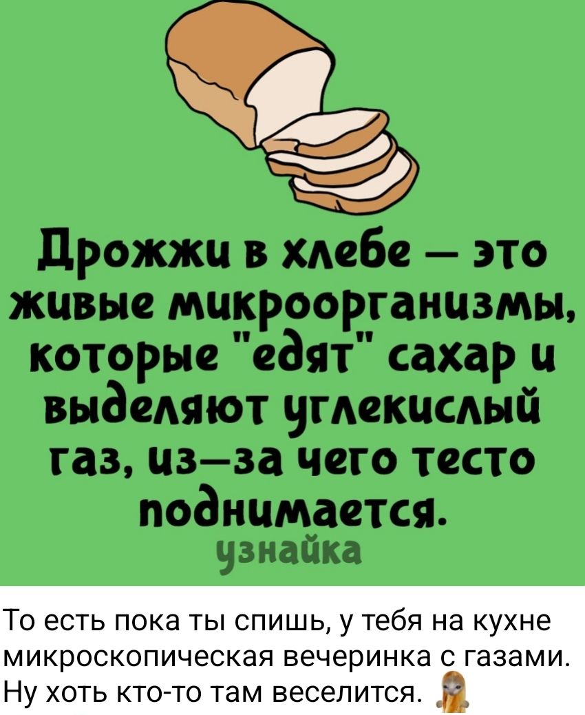 Дрожжи в хлебе — это живые микроорганизмы, которые 