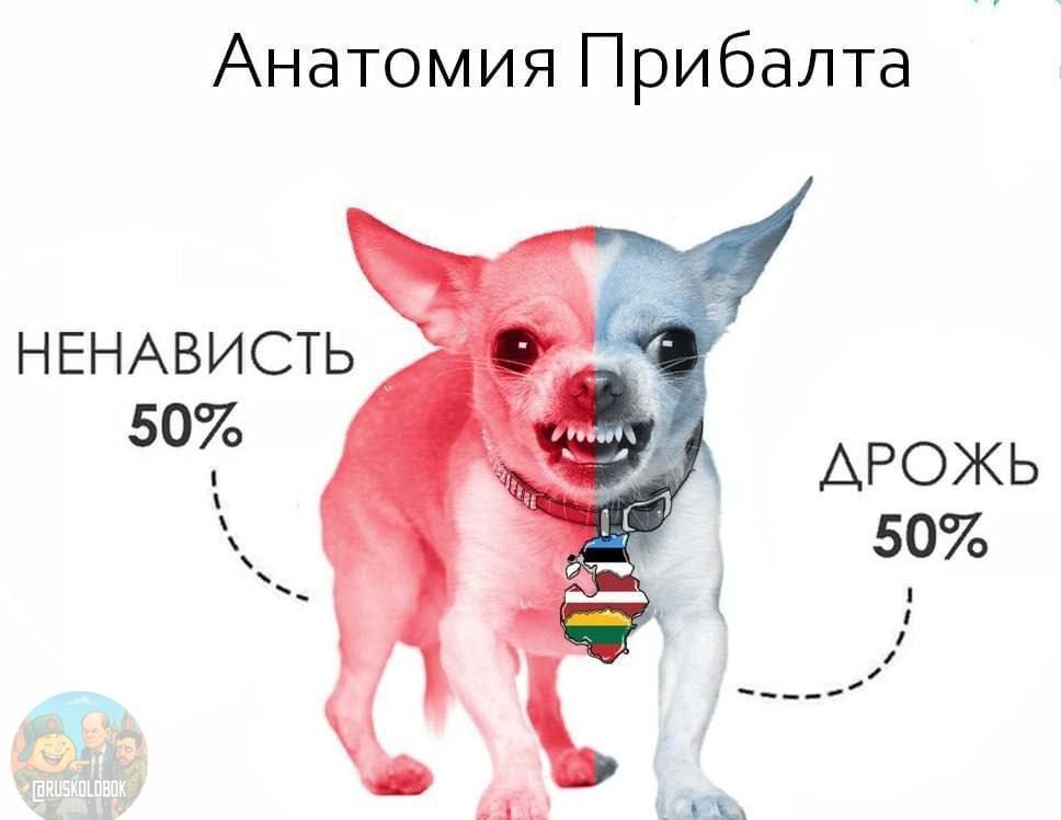 АНАТОМИЯ ПРИБАЛТА
НЕНАВИСТЬ 50%
ДРОЖЬ 50%