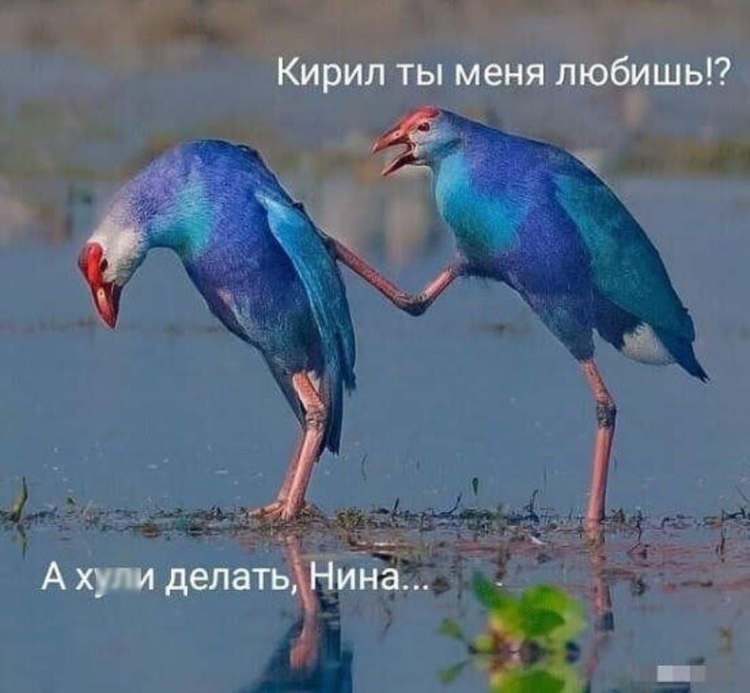 Кирил ты меня любишь!? А хули делать, Нина...