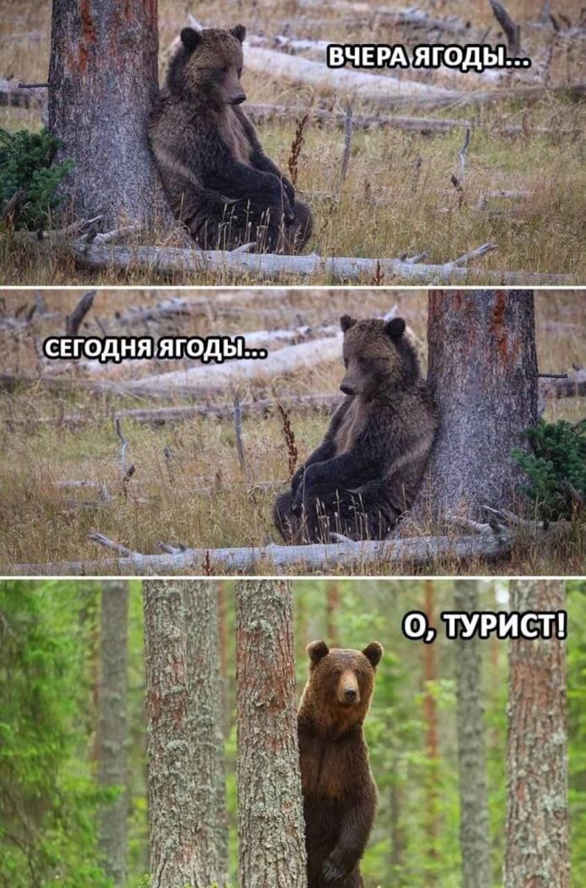 ВЧЕРА ЯГОДЫ... СЕГОДНЯ ЯГОДЫ... О, ТУРИСТ!