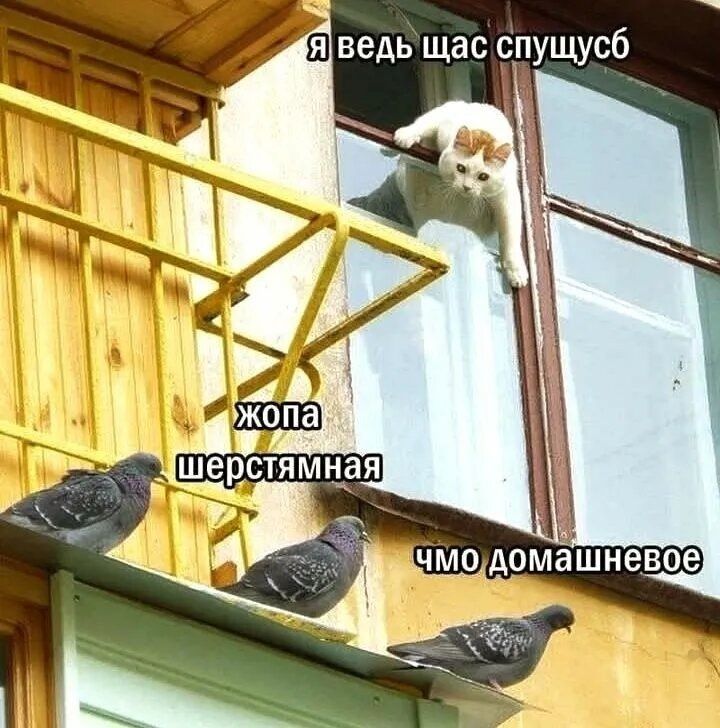 я ведь щас спущусь
жопа шерстяная
чмо домашнее
