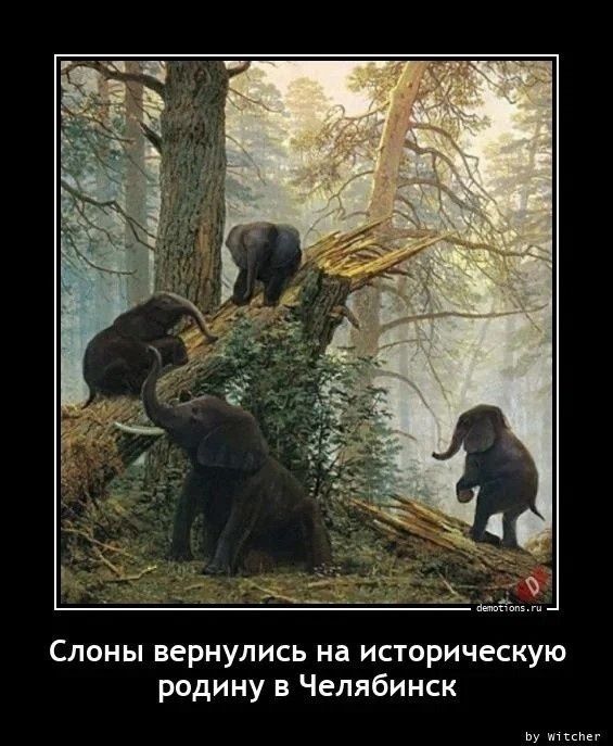 Слоны вернулись на историческую родину в Челябинск