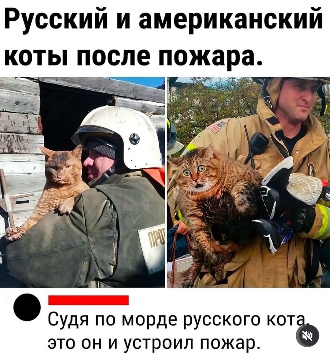 Русский и американский коты после пожара.
Судя по морде русского кота, это он и устроил пожар.