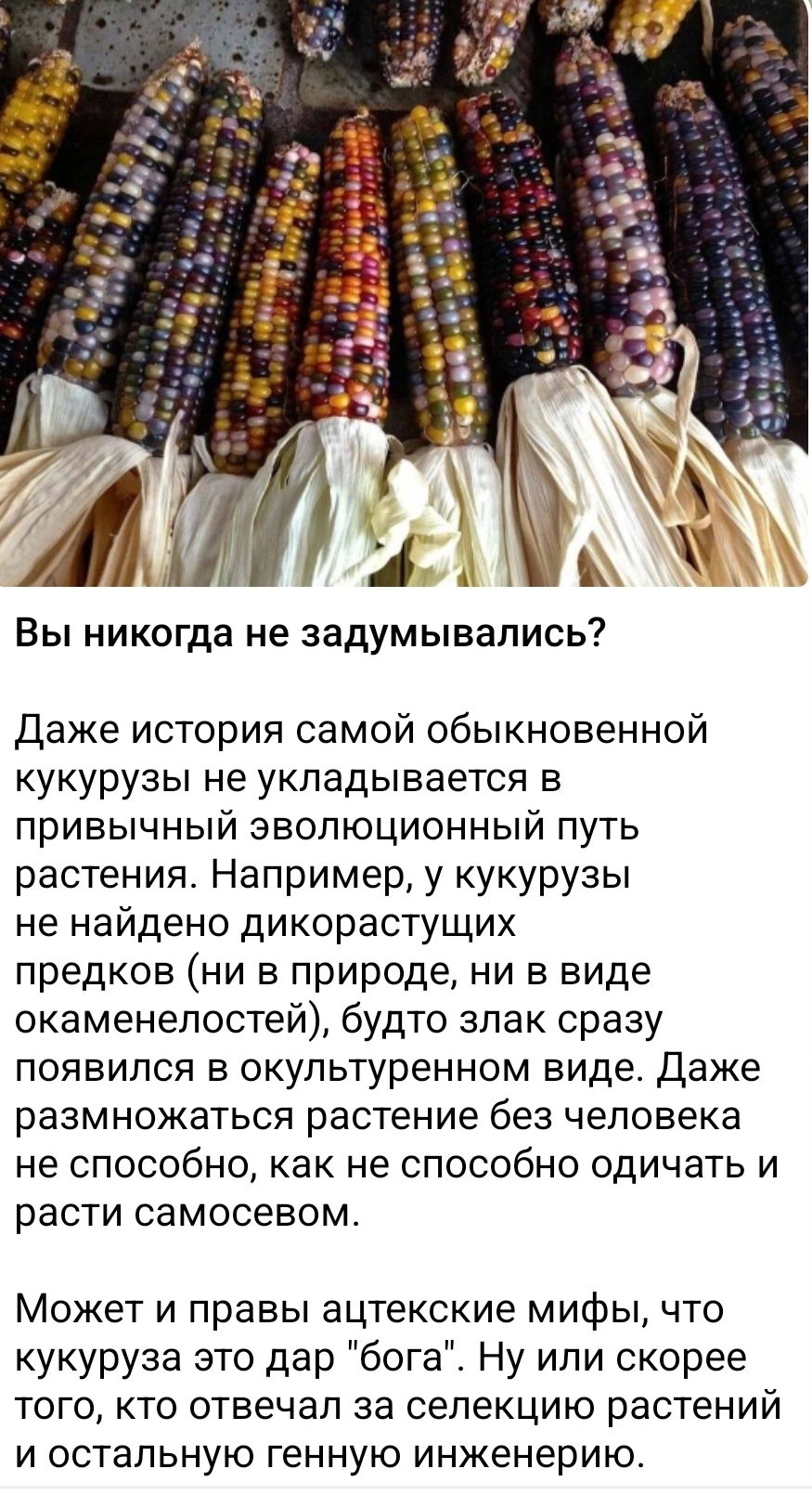 Вы никогда не задумывались? Даже история самой обыкновенной кукурузы не укладывается в привычный эволюционный путь растения. Например, у кукурузы не найдено диких предков (ни в природе, ни в виде окаменелостей), будто злак сразу появился в культивируемом виде. Даже размножаться растение без человека не способно, как не способно одичать и расти само собой. Может и правы ацтекские мифы, что кукуруза это дар 