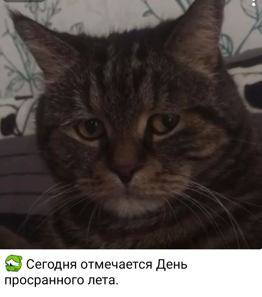Сегодня отмечается День просрранного лета.