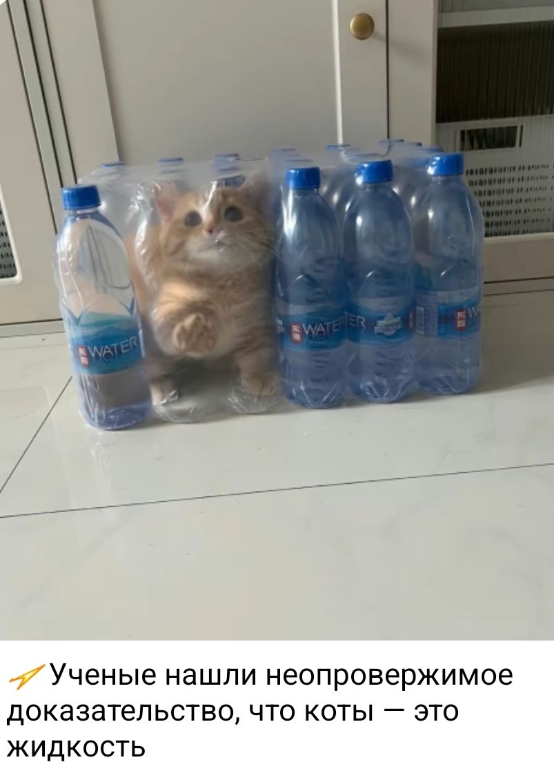Учёные нашли неопровержимое доказательство, что коты — это жидкость