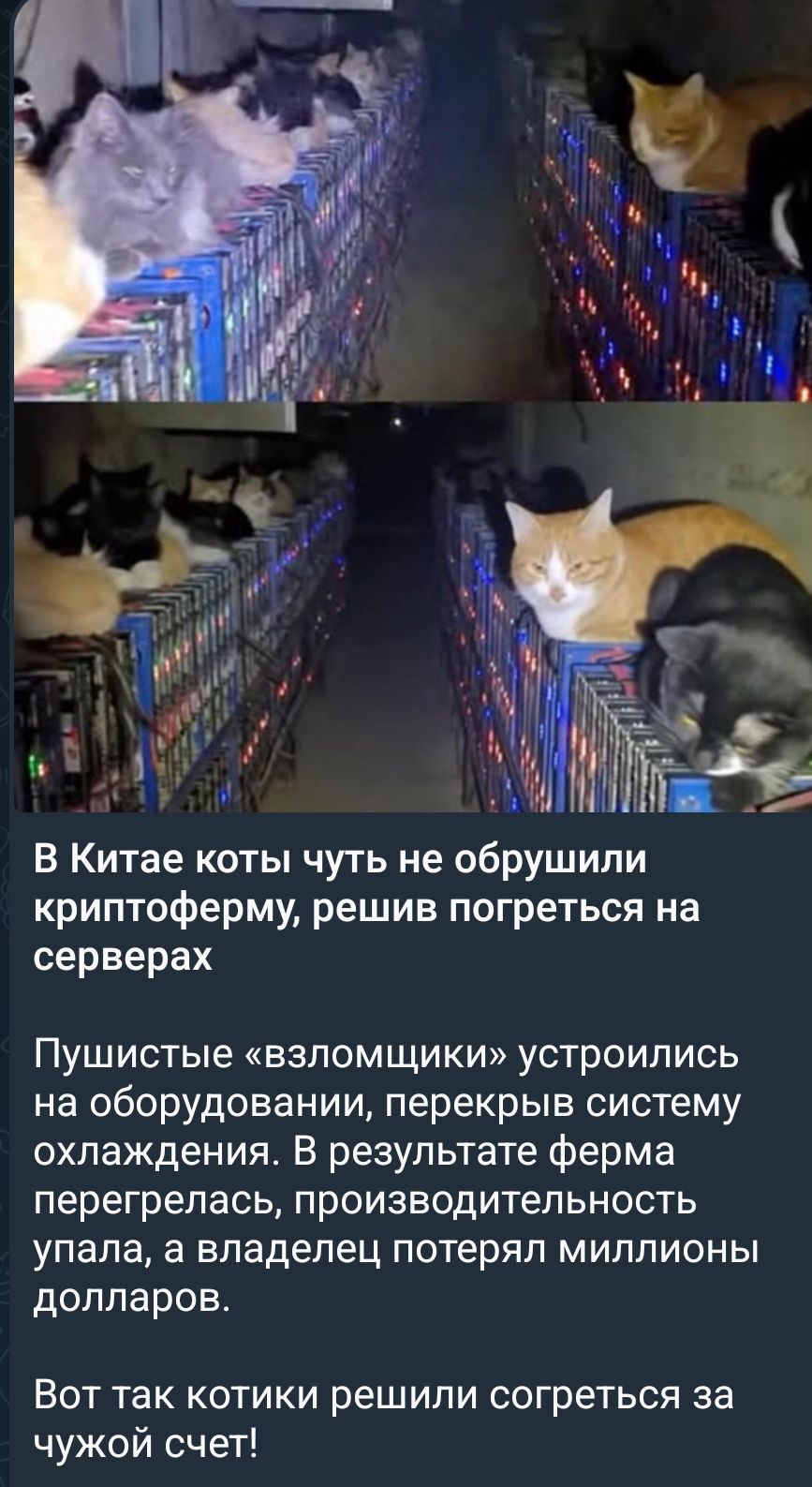 В Китае коты чуть не обрушили криптоферму, решив погреться на серверах\n\nПушистые «взломщики» устроились на оборудовании, перекрыв систему охлаждения. В результате ферма перегрелась, производство упало, а владелец потерял миллионы долларов.\n\nВот так котики решили согреться за чужой счет!