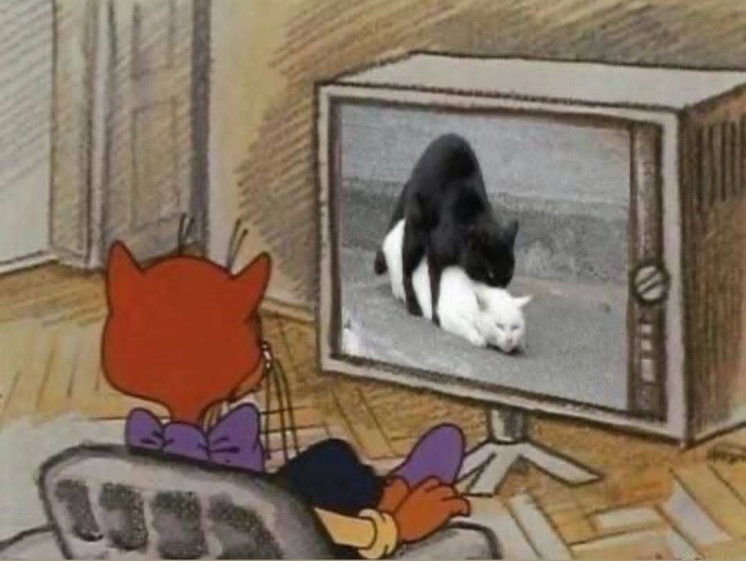 Кот сидит перед старым телевизором, на экране — кот, выглядывающий из кадра.