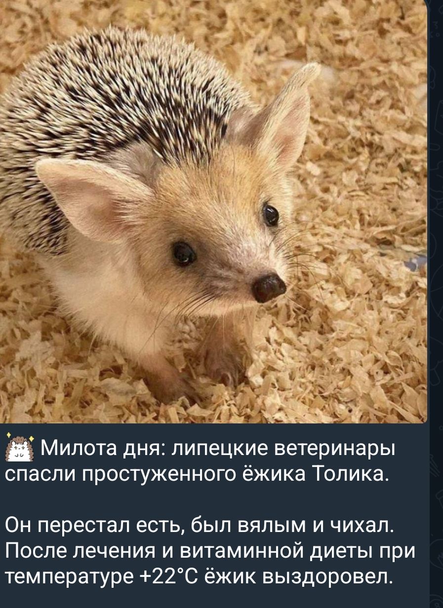 Милота дня: липецкие ветеринары спасли простуженного ёжика Толика. Он перестал есть, был вялым и чихал. После лечения и витаминной диеты при температуре +22°C ёжик выздоровел.