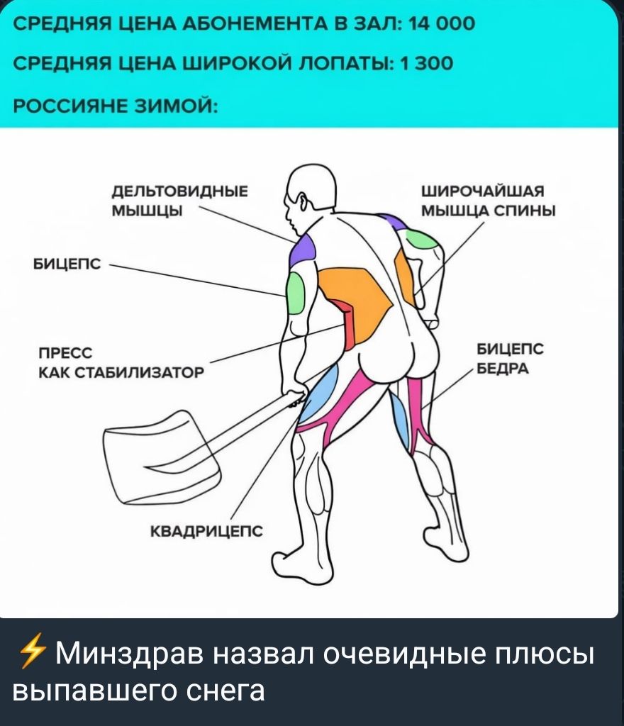 Дельтовидные мышцы; Широчайшая мышца спины; Бицепс; Пресс как стабилизатор; Квадрицепс; Бицепс бедра. ⚡ Минздрав назвал очевидные плюсы выпавшего снега