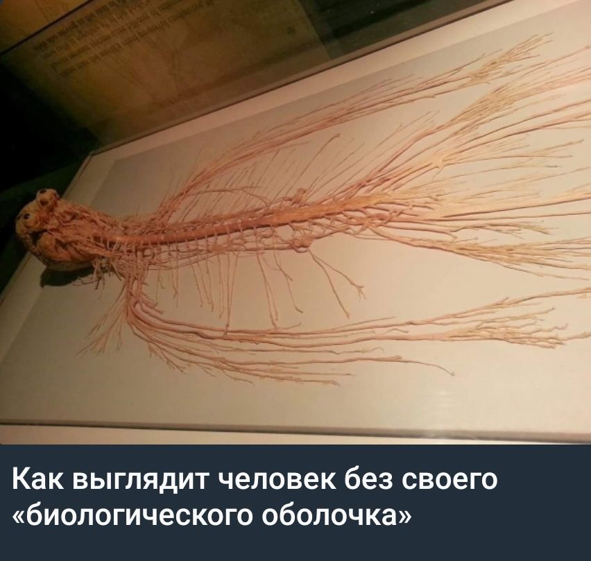 Как выглядит человек без своего «биологического оболочка»