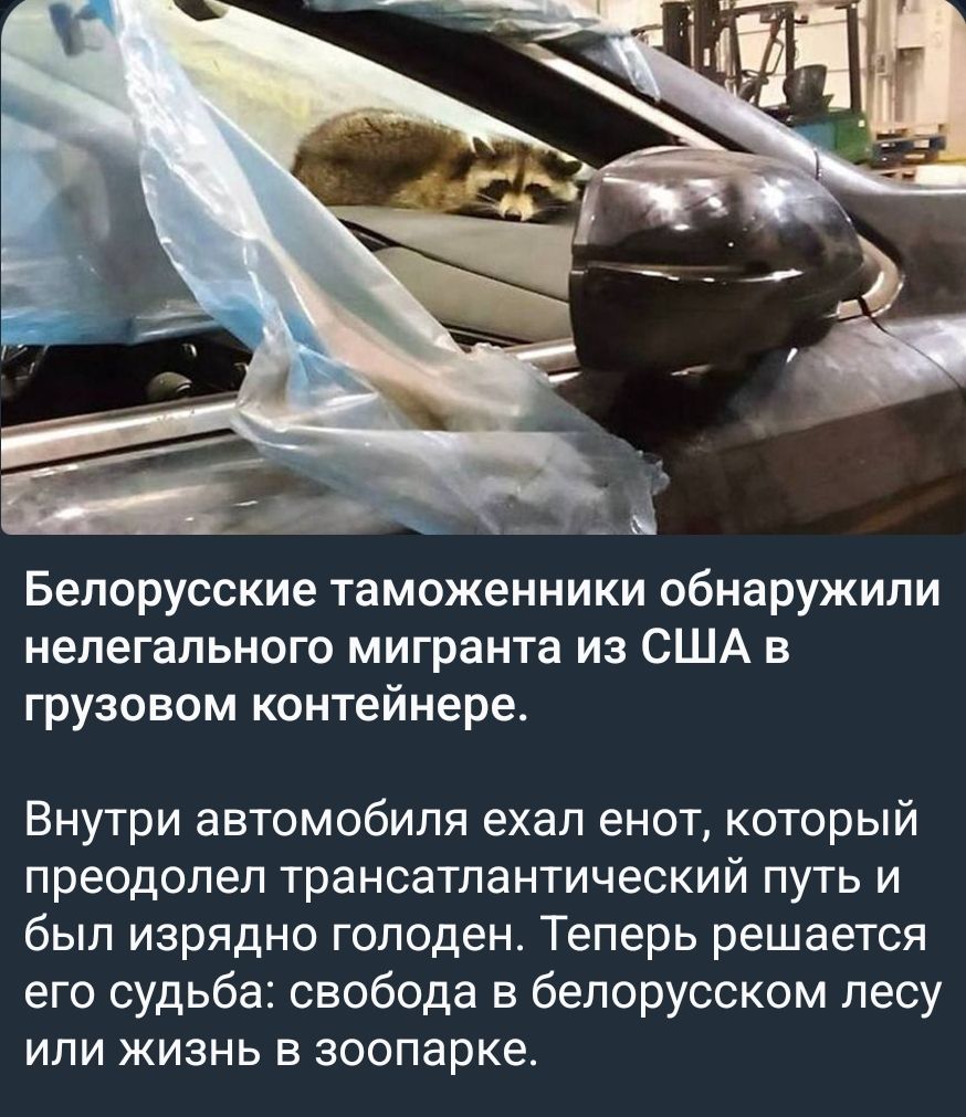 Белорусские таможенники обнаружили нелегального мигранта из США в грузовом контейнере. Внутри автомобиля ехал енoт, который преодолел транс-атлантический путь и был изрядно голоден. Теперь решается его судьба: свобода в белорусском лесу или жизнь в зоопарке.