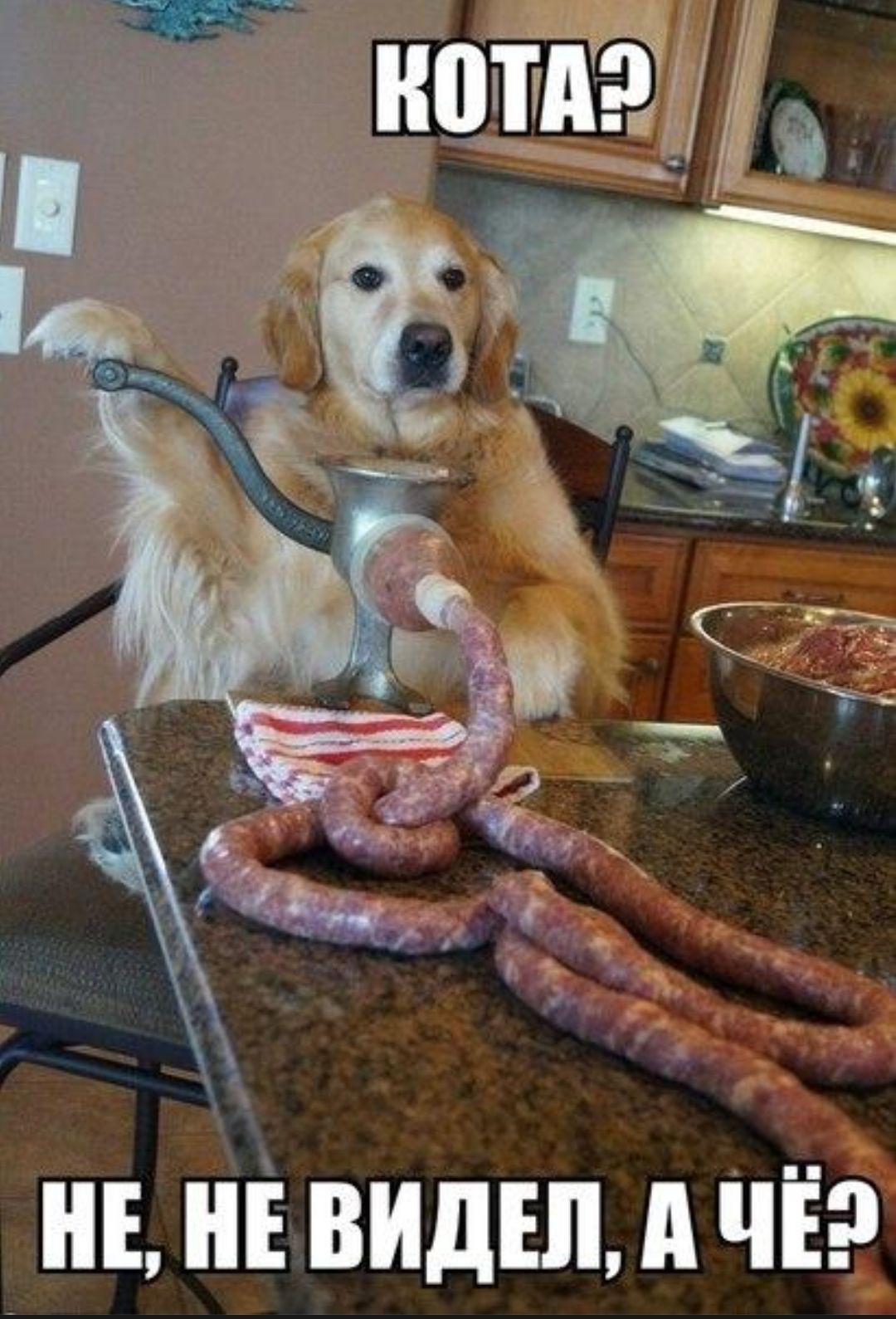 КОТА?
НЕ, НЕ ВИДЕЛ, А ЧЁ?